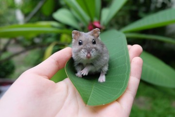 Close-up of a tiny winter white hamster looking at the camera while sitting on a green leaf