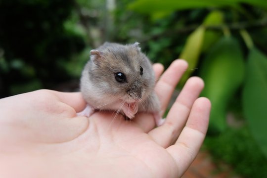 Close-up of a tiny winter white hamster on a girl hand
