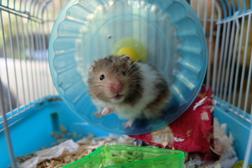 A tiny black and white syrian hamster on a running wheel in a dirty cage