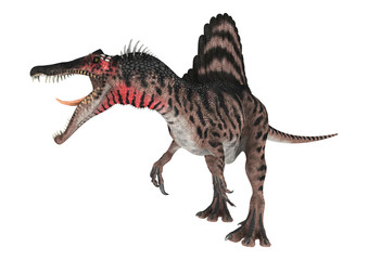 Fototapeta premium 3D Rendering Dinosaur Spinosaurus on White