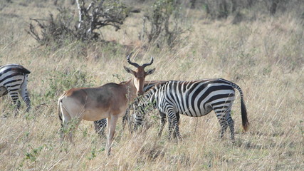 Fototapeta premium Topi Antelope