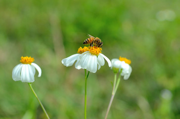 Spring single daisy flower and bee