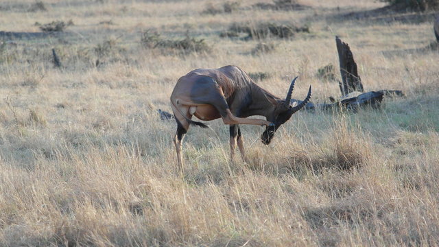 Topi Antelope