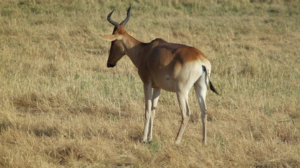 Topi Antelope