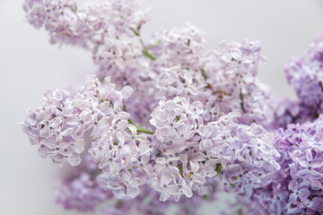 Obraz premium Flowering of lilac