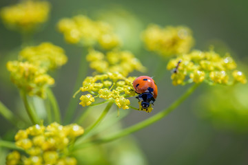 macro closeup of a ladybug on yellow flower