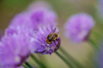 bee on a purple chive flower in a herb garden