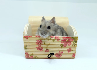 A fluffy winter white hamster sitting in a lovely box isolated on white background