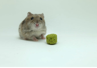 A fluffy winter white hamster with food isolated on white background