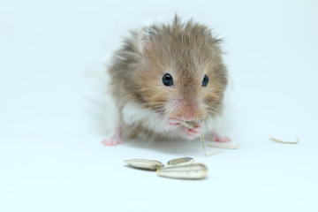 A greedy syrian hamster eatting sunflower seed isolated on white background