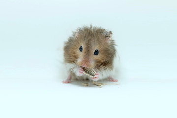 A greedy syrian hamster eatting sunflower seed isolated on white background