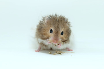 A greedy syrian hamster eatting seed isolated on white background
