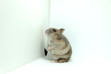 A fluffy winter white hamster standing isolated on white background