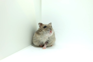 Fototapeta na wymiar A fluffy winter white hamster sitting isolated on white background