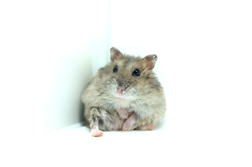 A fluffy winter white hamster sitting isolated on white background
