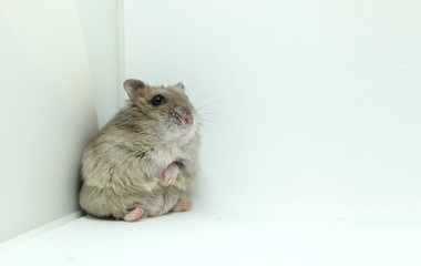 A tiny winter white hamster sitting isolated on white background
