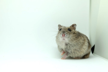 A fluffy winter white hamster sitting isolated on white background