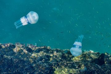 Obraz premium Beautiful glowing blue jellyfish in blue water sea with little fish background