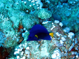 Yellowbar Angelfish in the Red Sea 