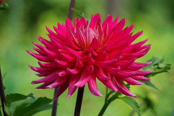 Dahlia cactus rose en été au jardin