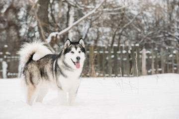 Alaskan Malamute Playing Outdoor In Snow, Winter Season. Playful Pets