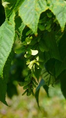 Acer grosser - Erable