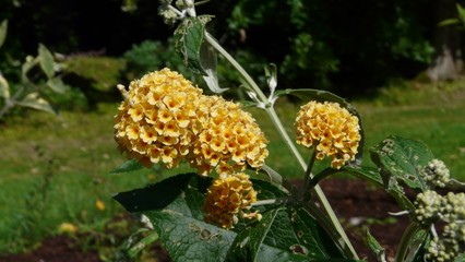 Buddleja globosa - Buddleja