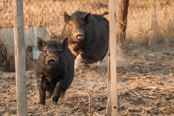 Two Pigs Running In Farm Yard. Pig Farming Is Raising And Breeding