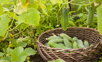 Closeup of basket with freshly picked organic cucumbers in the garden. Farming, gardening and healthy eating concepts.
