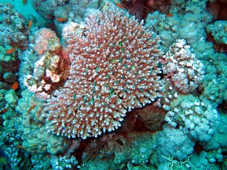 Naklejka na ściany i meble Tiny Fishes in a Coral Colony