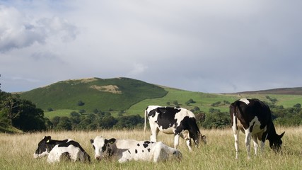 Fototapeta premium Dairy Cows with Greenery Backdrop