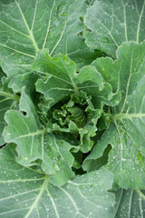 Top view on organic Cabbage. Fresh Green Head of Cabbage in the garden. Healthy eating.