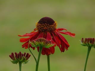 Helenium 'Ruby Tuesday' - Hélenium © mathieu