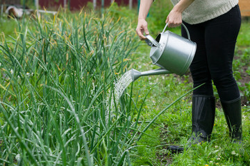 Closeup of woman's hands holding metal watering can and watering plants in the garden. Growing organic onions.. Gardener working outdoors.