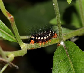 caterpillar