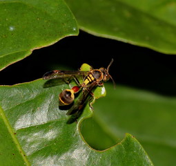 wasp