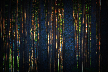 abstract view of dawn in pine forest