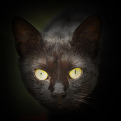 abstract portrait of black cat