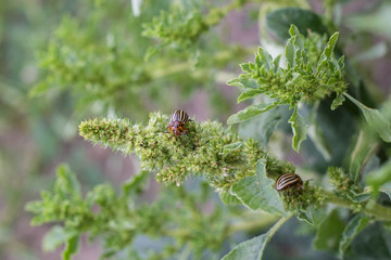 Close up of Colorado Potato Striped Beetle - Leptinotarsa Decemlineata, Serious Pest Of Potatoes plants