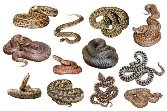 collection of isolated european venomous snakes