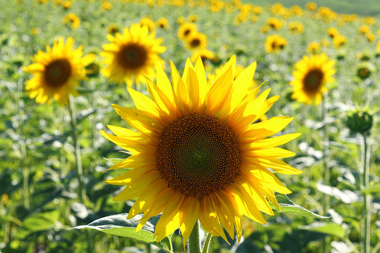 closeup of common sunflower © taviphoto