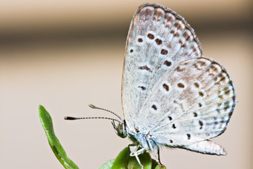A Taiwan Glass butterfly, Acytolepsis puspa myla, perched on a leaf.