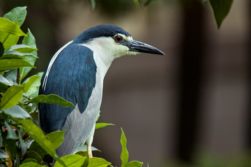 A Black Crowned Night Heron looking out from a tree in Taipei, Taiwan.