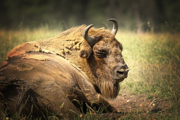 large european bison resting on ground © taviphoto