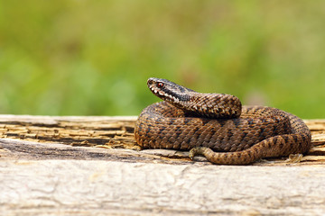 juvenile Vipera berus basking on wooden plank