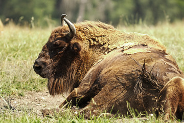 large european bison © taviphoto