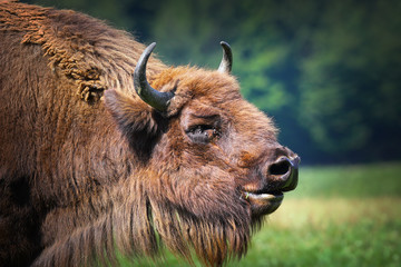 large male european bison portrait © taviphoto