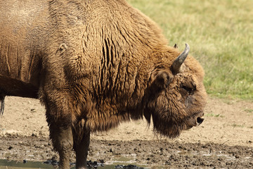 large male european bison © taviphoto