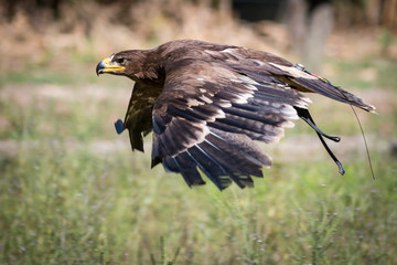 Aquila reale ammaestrata in volo 