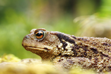 macro shot of toxic common brown toad
